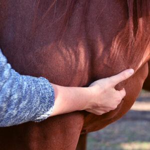 Massage shiatsu équin pour soulager les tensions musculaires de votre cheval