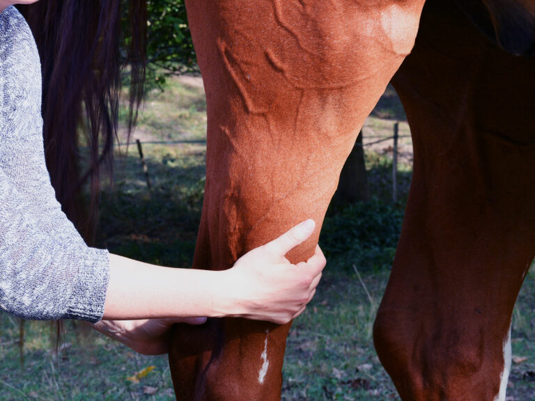 Massage shiatsu équin pour soulager les tensions musculaires de votre cheval