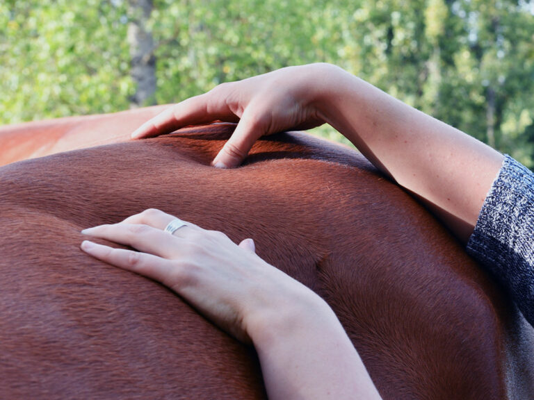 Massage shiatsu équin pour soulager les tensions musculaires de votre cheval