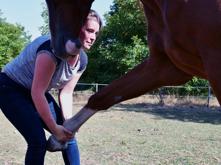 Massage shiatsu équin pour soulager les tensions musculaires de votre cheval